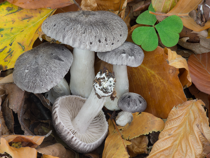 Tricholoma orirubens